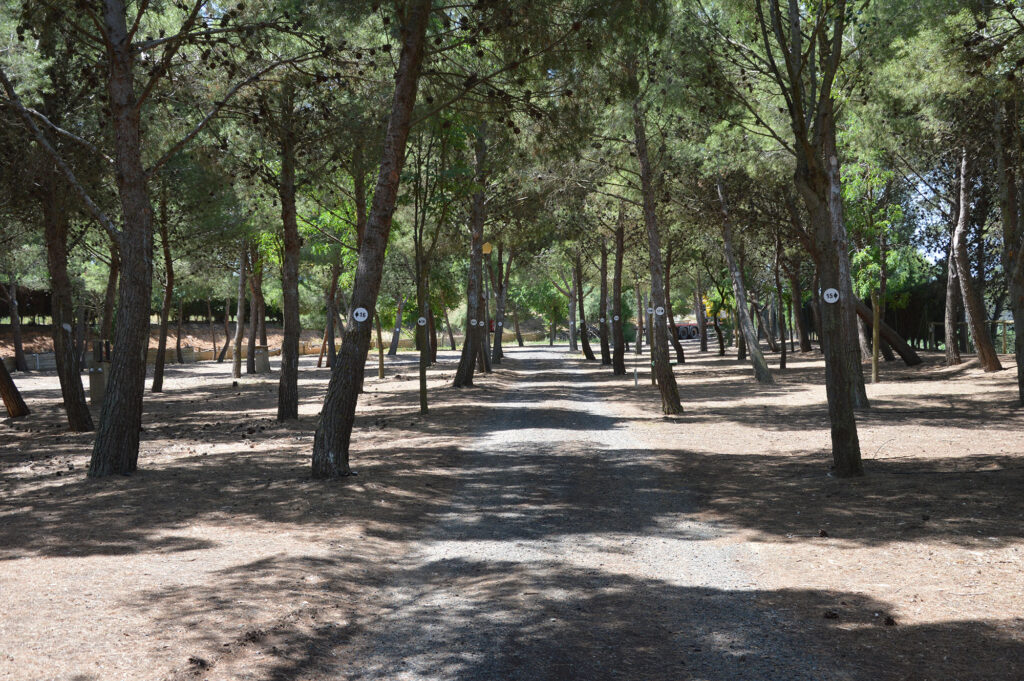 Bosque del Camping Nature
